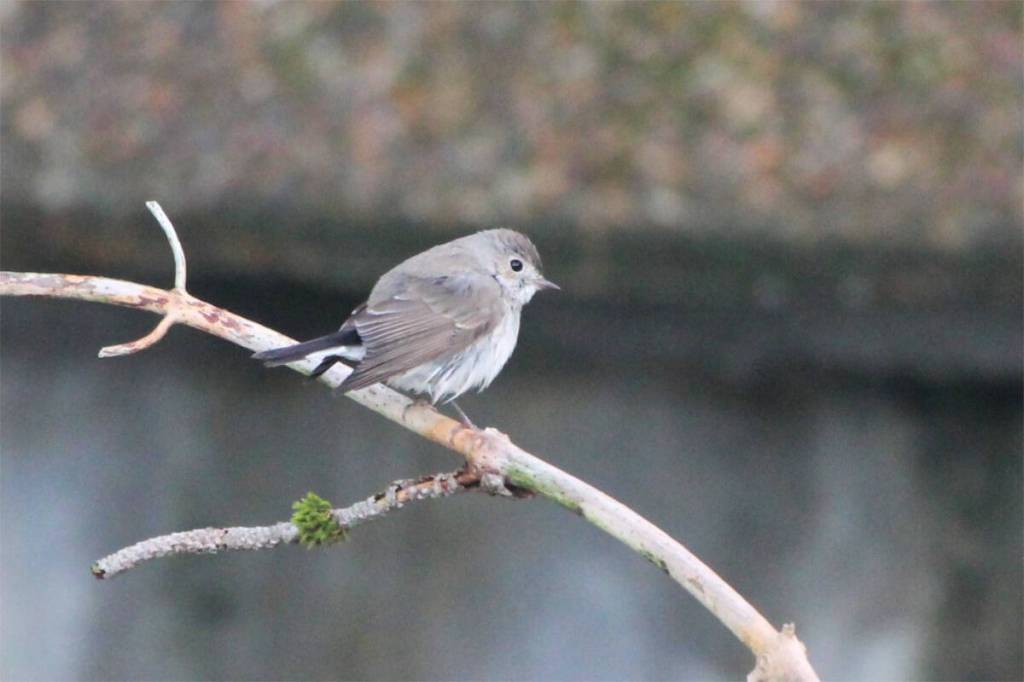 LANGLEY GREEN BEAT: From Russia with love