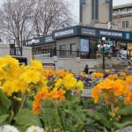 Launched under sun, rain and windy weather, by the City of Victoria, Destination Greater Victoria and their community partners, the 51st annual Greater Victoria Flower Count begins Wednesday (March 4) at 7 a.m. and runs until March 11 at 4 p.m. (Christine van Reeuwyk/Victoria News)